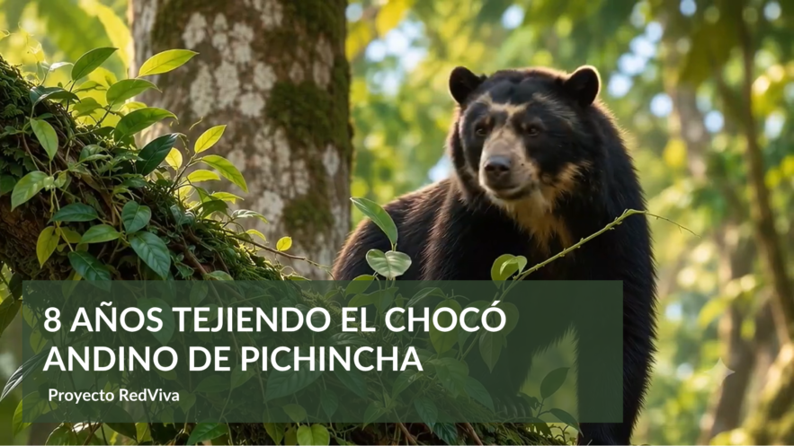 8 años tejiendo el Chocó Andino de Pichincha