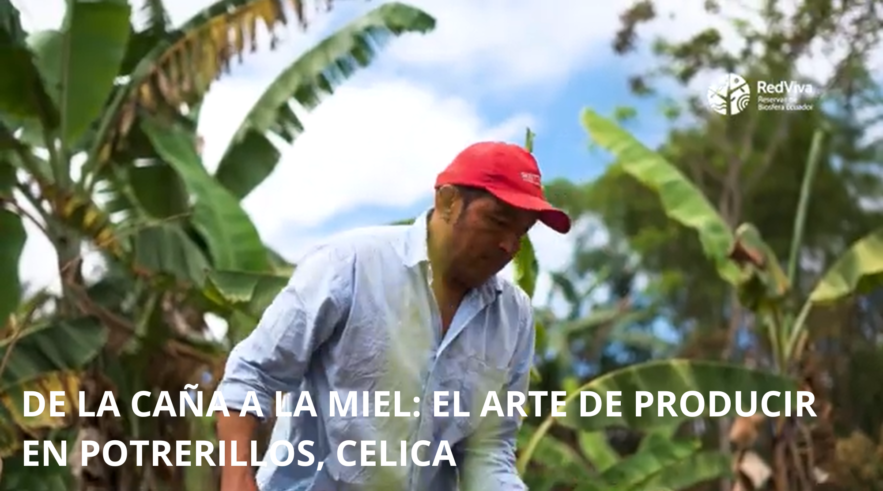 De la caña a la miel: el arte de producir en Potrerillos, Celica