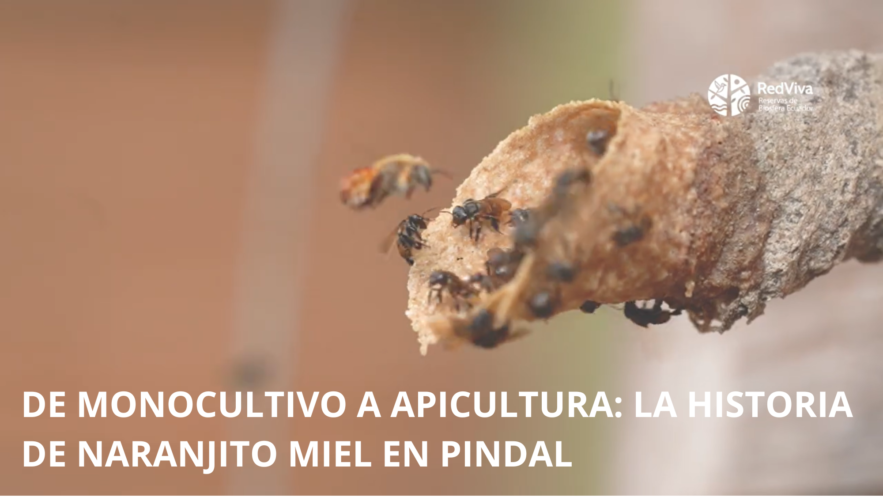 De monocultivo a apicultura: la historia de Naranjito Miel en Pindal