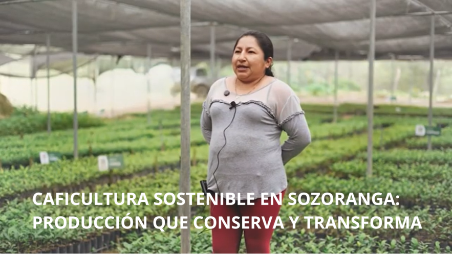 Caficultura sostenible en Sozoranga: producción que conserva y transforma